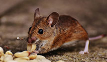 24 Hour & Emergency Exterminators in Hensonville, NY